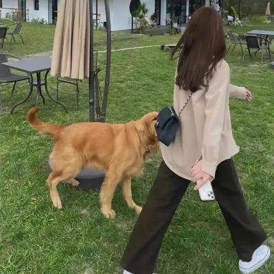 叔比狗:舞台风波